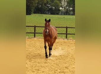 Rhinelander, Gelding, 14 years, 16,2 hh, Brown
