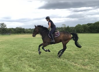 Rhinelander, Gelding, 14 years, 17 hh, Bay-Dark