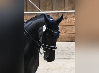 Rhinelander, Gelding, 14 years, 17 hh, Bay-Dark