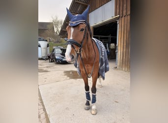 Rhinelander, Gelding, 14 years, 17 hh, Brown