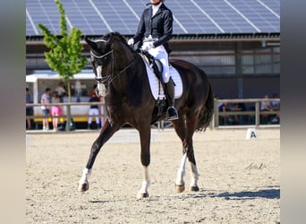 Rhinelander, Gelding, 14 years, 17,3 hh, Black