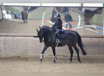 Rhinelander, Gelding, 15 years, 16.1 hh, Bay-Dark