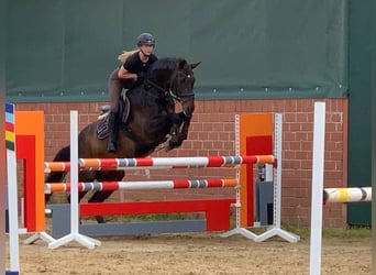 Rhinelander, Gelding, 15 years, 16.1 hh, Brown