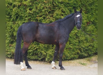 Rhinelander, Gelding, 15 years, 16.3 hh, Black
