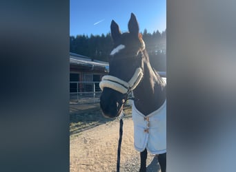 Rhinelander, Gelding, 15 years, 16,3 hh, Black