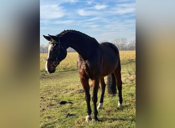 Rhinelander, Gelding, 15 years, 17,1 hh, Bay-Dark