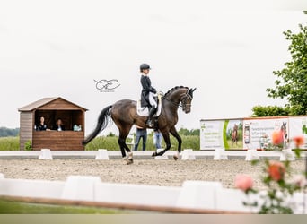 Rhinelander, Gelding, 15 years, 17 hh, Bay-Dark