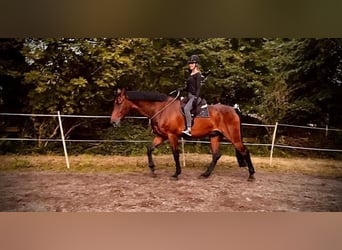 Rhinelander, Gelding, 15 years, 18.1 hh, Brown