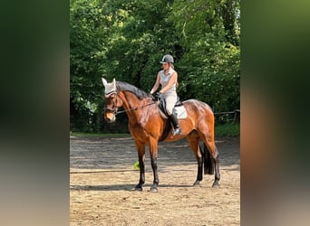 Rhinelander, Gelding, 15 years, 18.1 hh, Brown
