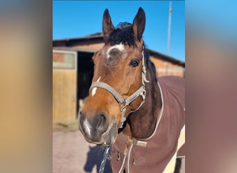 Rhinelander, Gelding, 15 years, 18 hh, Brown