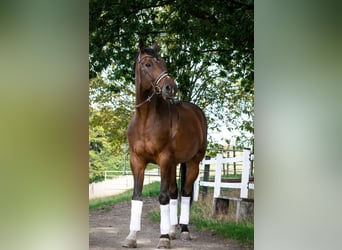 Rhinelander, Gelding, 15 years, 18 hh, Brown