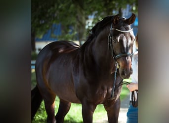Rhinelander, Gelding, 16 years, 16 hh, Bay-Dark