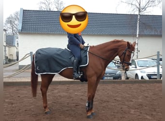 Rhinelander, Gelding, 17 years, 16,2 hh, Chestnut-Red