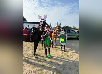 Rhinelander, Gelding, 18 years, 16.1 hh, Bay-Dark