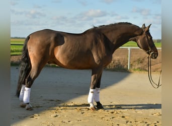 Rhinelander, Gelding, 18 years, 16.2 hh, Brown