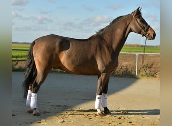Rhinelander, Gelding, 18 years, 16.2 hh, Brown