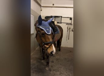 Rhinelander, Gelding, 18 years, 16,1 hh, Bay-Dark