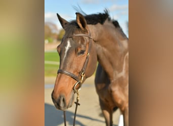 Rhinelander, Gelding, 18 years, 16,2 hh, Brown