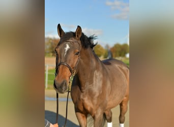 Rhinelander, Gelding, 18 years, 16,2 hh, Brown