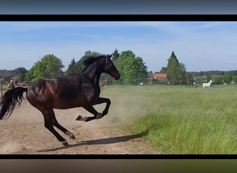 Rhinelander, Gelding, 18 years, 17.1 hh, Bay-Dark