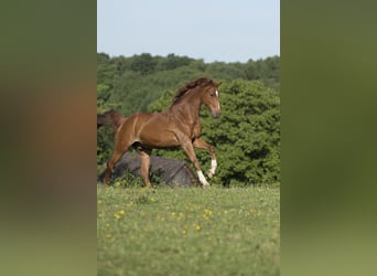 Rhinelander, Gelding, 19 years, 16 hh, Chestnut-Red