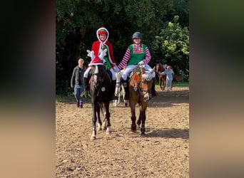 Rhinelander, Gelding, 19 years, 16,1 hh