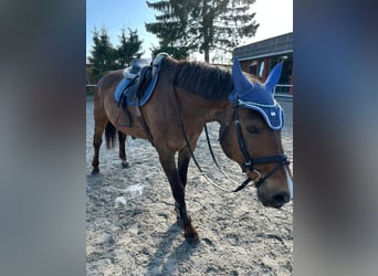 Rhinelander, Gelding, 19 years, 16,1 hh