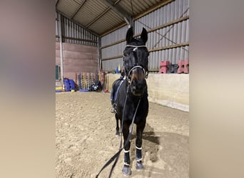 Rhinelander, Gelding, 19 years, 17 hh, Bay-Dark