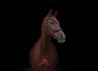 Rhinelander, Gelding, 19 years, 17 hh, Chestnut-Red