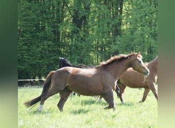 Rhinelander, Gelding, 19 years, Chestnut