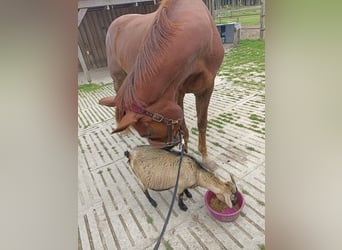 Rhinelander, Gelding, 19 years, Chestnut
