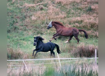 Rhinelander, Gelding, 19 years, Chestnut