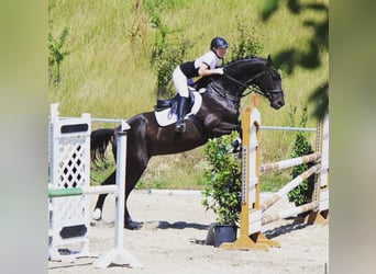 Rhinelander, Gelding, 20 years, 17 hh, Black