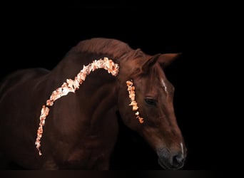 Rhinelander, Gelding, 20 years, 17 hh, Chestnut-Red