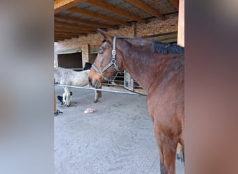 Rhinelander, Gelding, 23 years, 16,2 hh, Brown