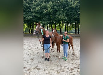 Rhinelander, Gelding, 2 years, 16.1 hh, Chestnut-Red