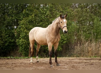 Rhinelander, Gelding, 3 years, 15.2 hh, Dun