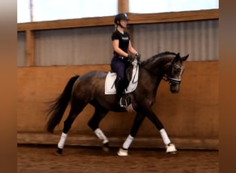 Rhinelander, Gelding, 3 years, 16.1 hh, Gray