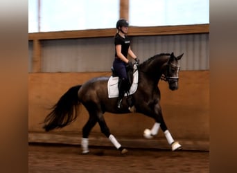 Rhinelander, Gelding, 3 years, 16.1 hh, Gray