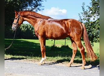 Rhinelander, Gelding, 3 years, 16.2 hh, Chestnut Rhinelander, Gelding, 3 years, 16.2 hh, Chestnut