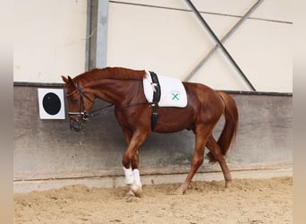 Rhinelander, Gelding, 3 years, 16.2 hh, Chestnut Rhinelander, Gelding, 3 years, 16.2 hh, Chestnut