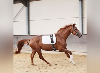 Rhinelander, Gelding, 3 years, 16.2 hh, Chestnut Rhinelander, Gelding, 3 years, 16.2 hh, Chestnut