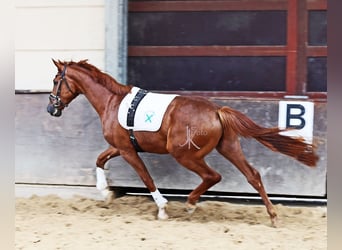 Rhinelander, Gelding, 3 years, 16.2 hh, Chestnut Rhinelander, Gelding, 3 years, 16.2 hh, Chestnut
