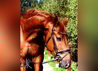 Rhinelander, Gelding, 3 years, 16.2 hh, Chestnut Rhinelander, Gelding, 3 years, 16.2 hh, Chestnut