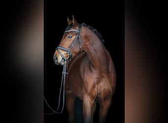 Rhinelander, Gelding, 4 years, 16.1 hh, Brown