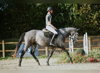 Rhinelander, Gelding, 4 years, 16.1 hh, Grey