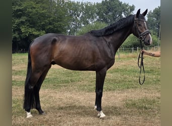 Rhinelander, Gelding, 4 years, 16.1 hh, Smoky-Black