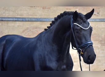 Rhinelander, Gelding, 4 years, 16.3 hh, Black