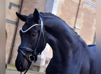 Rhinelander, Gelding, 4 years, 16.3 hh, Black