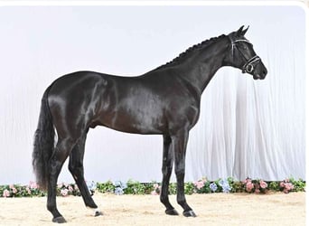 Rhinelander, Gelding, 4 years, 16.3 hh, Black
